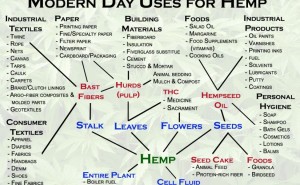 The many uses of hemp